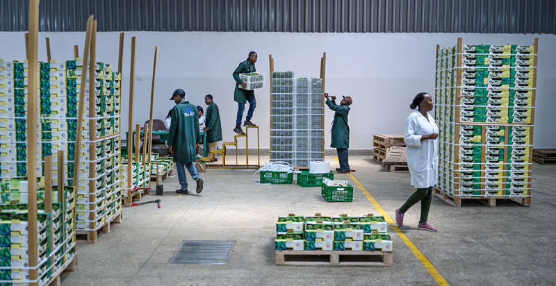 OP de foto een hal met stapels kranten waar voedsel in zitten. Diverse mensen lopen rond in bedrijfskleding.