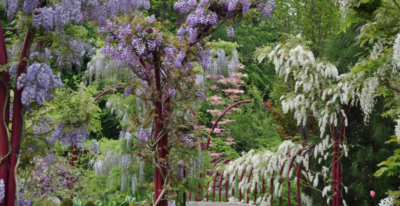 Blauwe regen in Trompenburg, witte bloesem 
