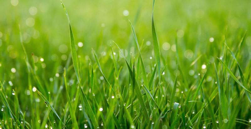 Een stukje groen gras met regendruppels erop.