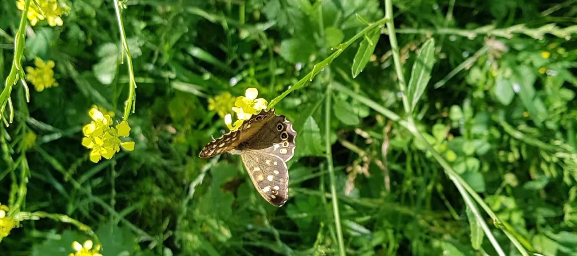 Kleine gele bloemen met een bruine vlinder