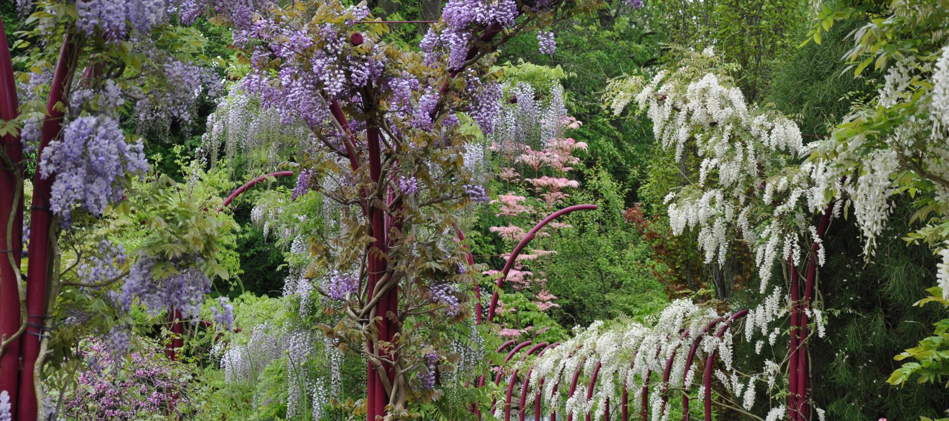 Blauwe regen in Trompenburg, witte bloesem 