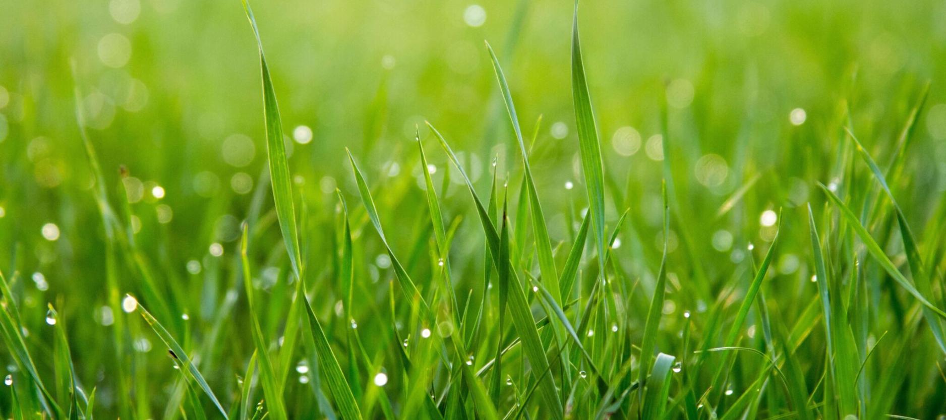 Een stukje groen gras met regendruppels erop.